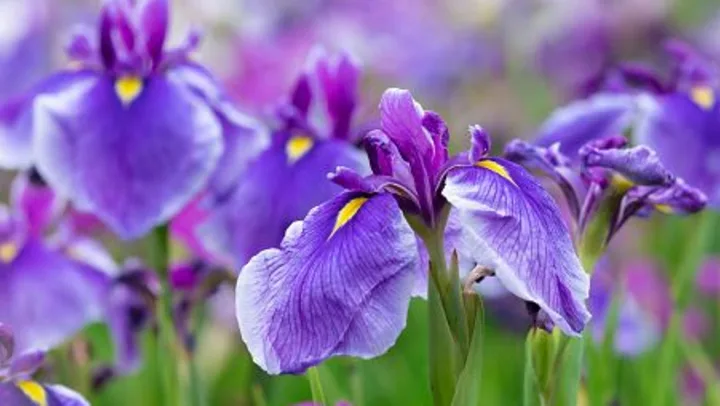 Springtime Activities To Enjoy With Your Loved One 4 Gettyimages 1157759107